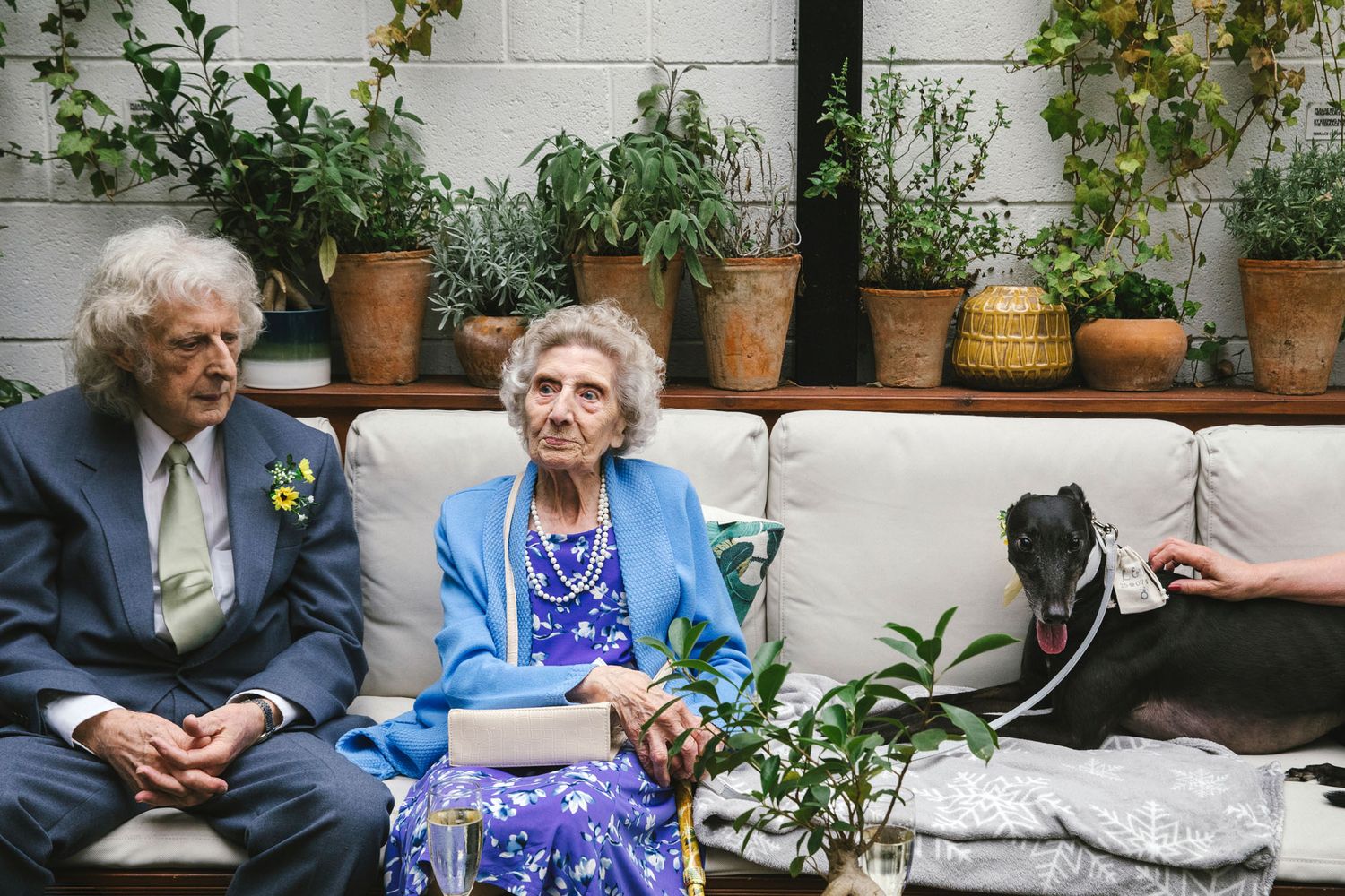 Elderly couple sitting on a white sofa with potted plants and a greyhound dog at a wedding reception.