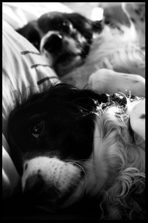 spaniels in bed