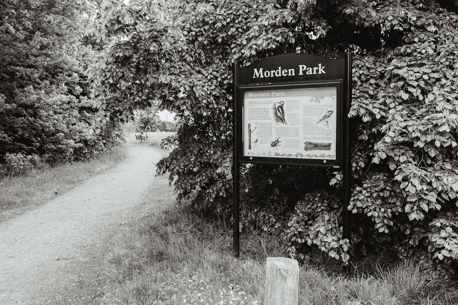 Black and white photo of Morden Park entrance sign beside a tree-lined gravel path in London.
