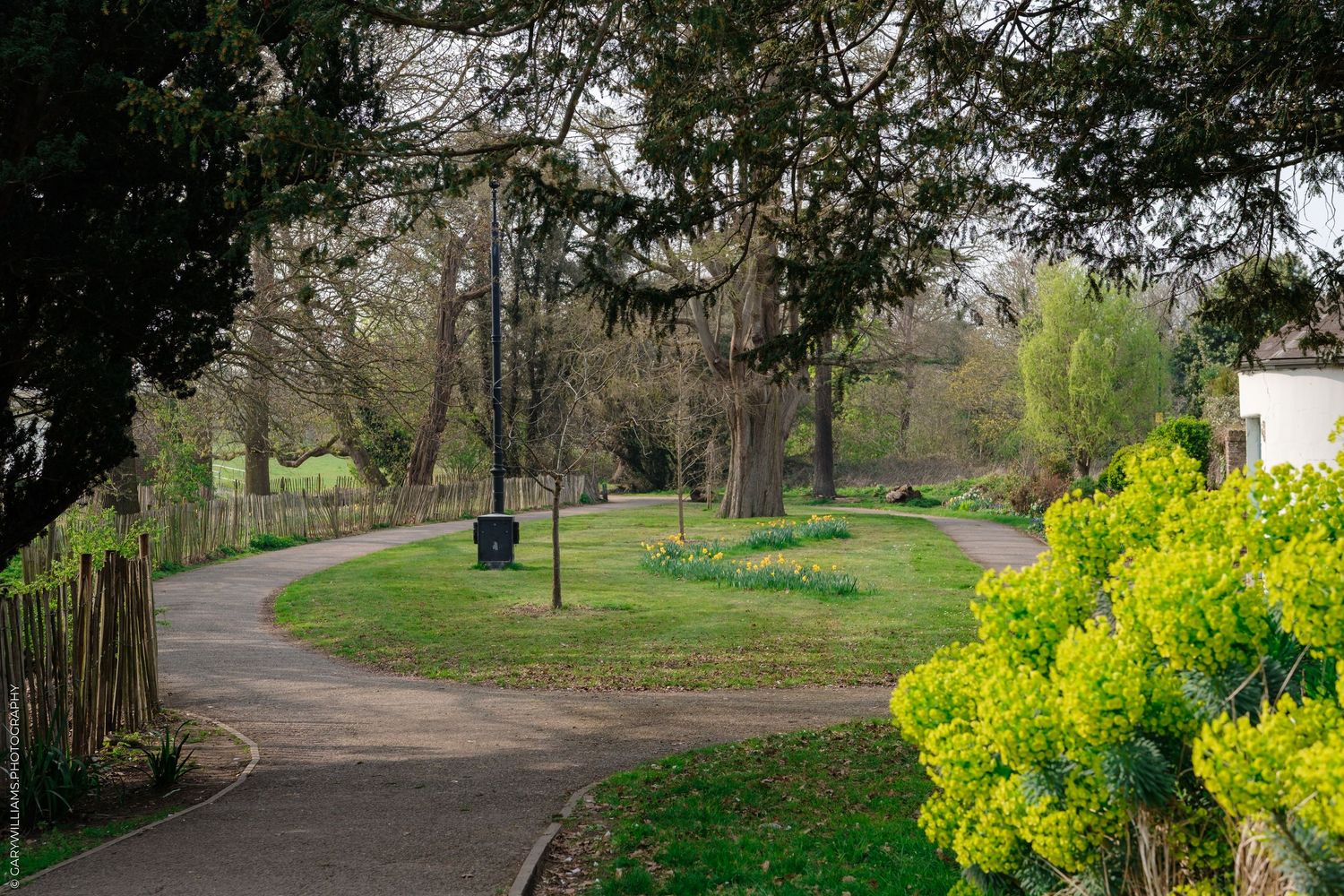 Winding park path through lush green grass, spring daffodils, and mature trees in a peaceful public garden.