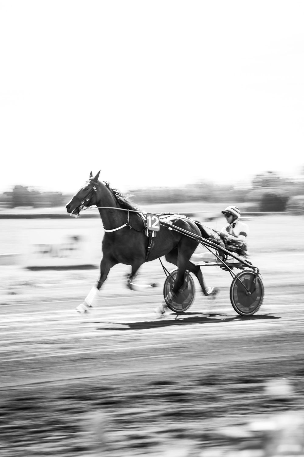 course de trot salon de Provence