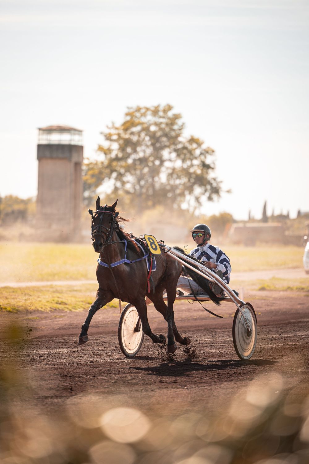 course de trot salon de Provence