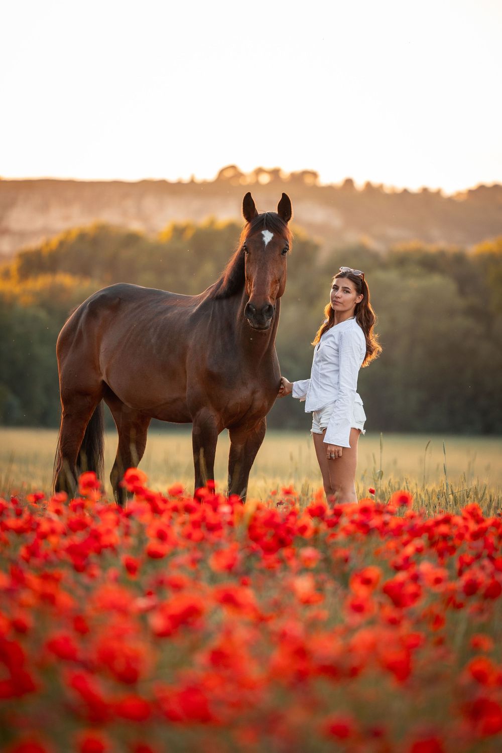 shooting équestres champs de coquelicot Aix en Provence