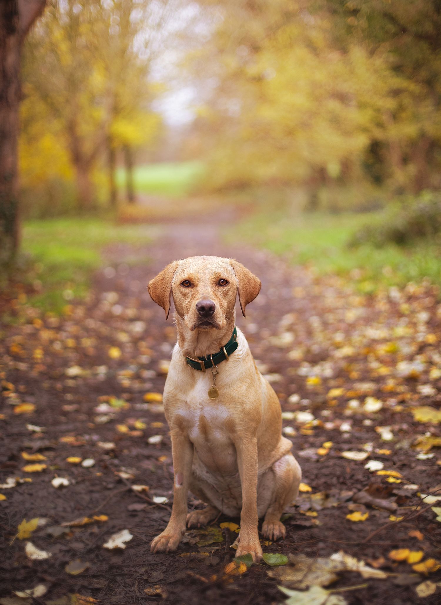 A yellow Labrador Retriever sits on a leaf-covered path surrounded by autumn trees in golden fall colors.