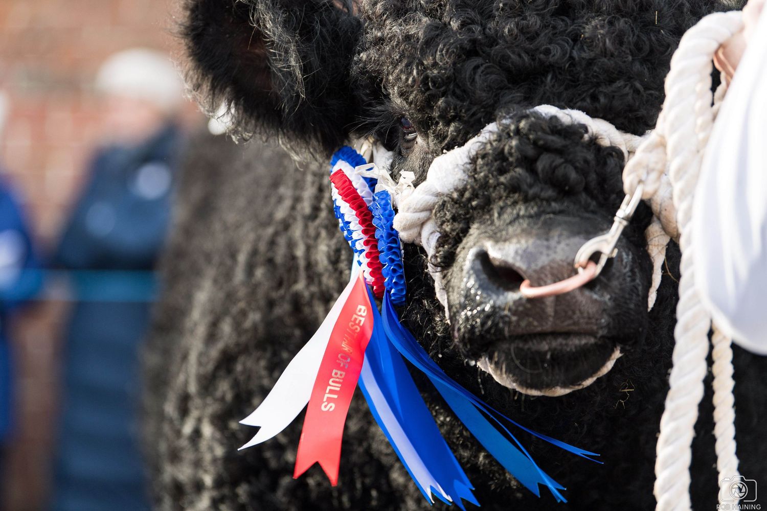 Galloway bull close up