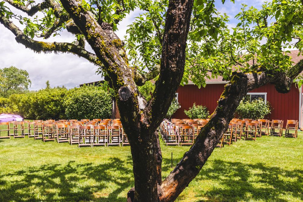 Rows of wooden chairs arranged on green lawn beside a large tree for an outdoor wedding ceremony near a red barn.