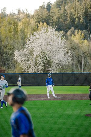 Baseball players in blue uniforms on field with blooming white trees in background during spring game.