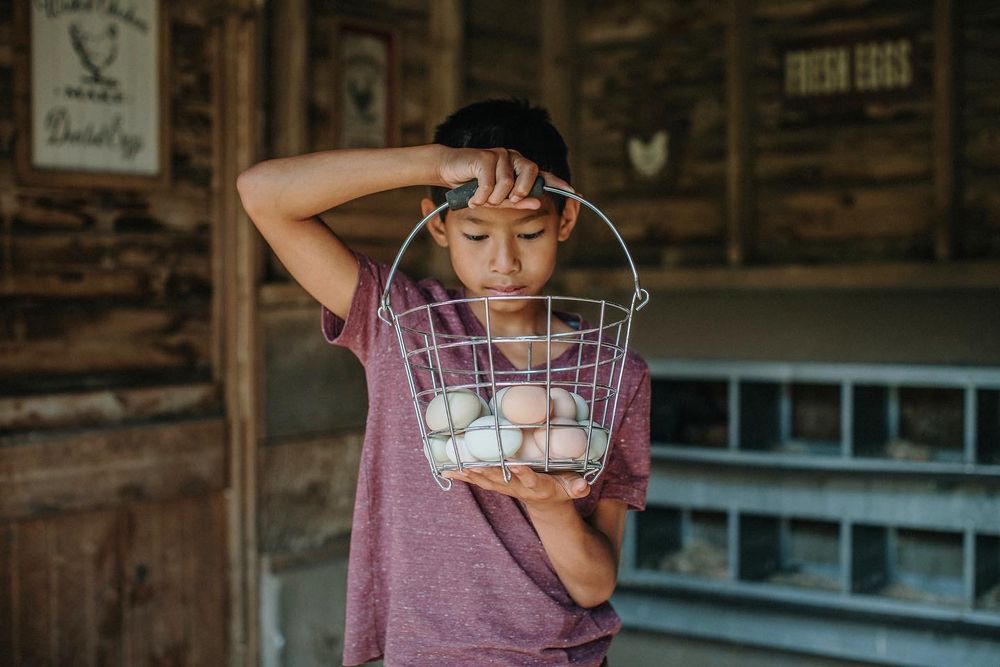Boy in maroon t-shirt holds egg basket in a farm chicken coop in Vermont. Stowe, Woodstock, Southern Vermont family vacation photographer