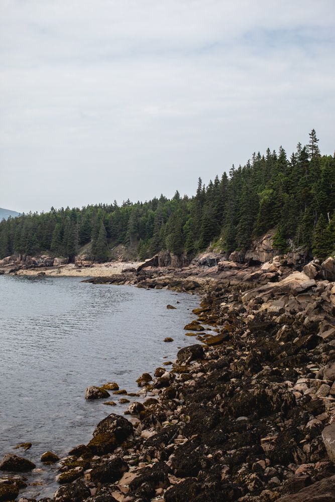 Otter Point Acadia National Park with pine tress and ocean. Acadia National Park Southern Maine family vacation photographer