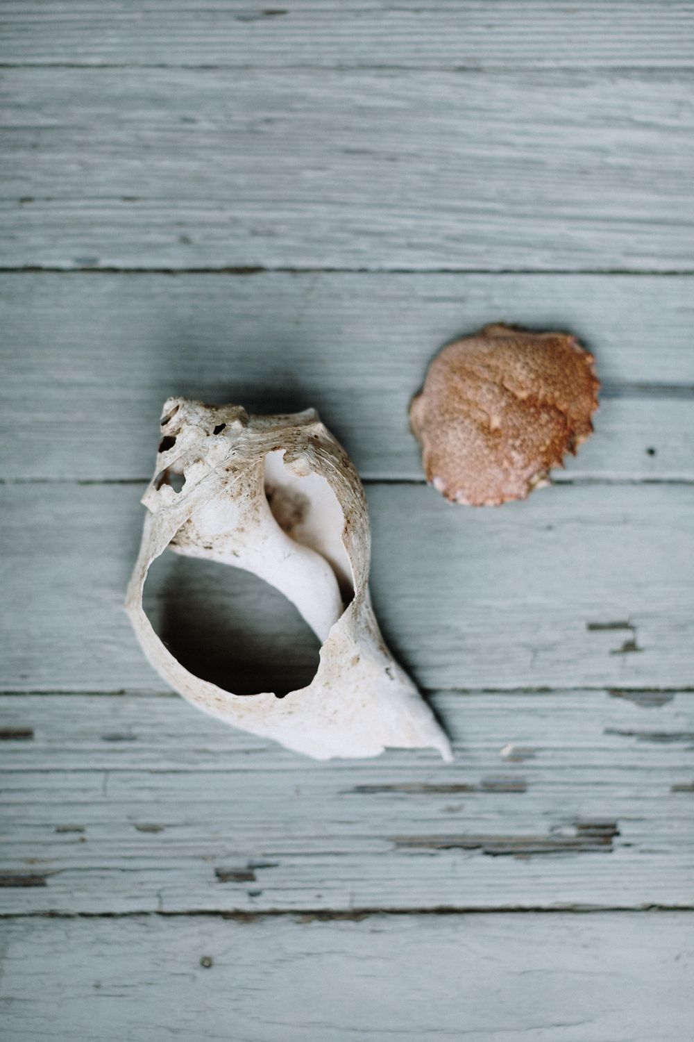 Above eye view of two shells on a weathered pale blue porch. Cape Cod family vacation photographer.