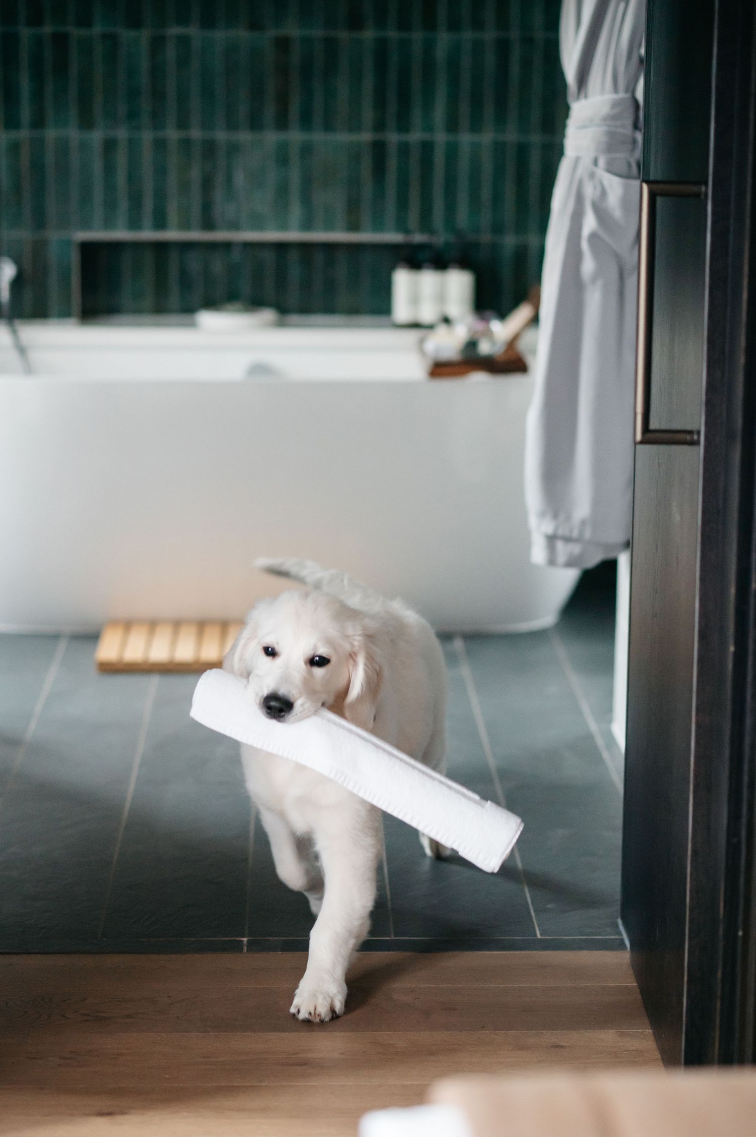 Hotel photography at Windsor Fairmont park with a Baker & Bray dog bed