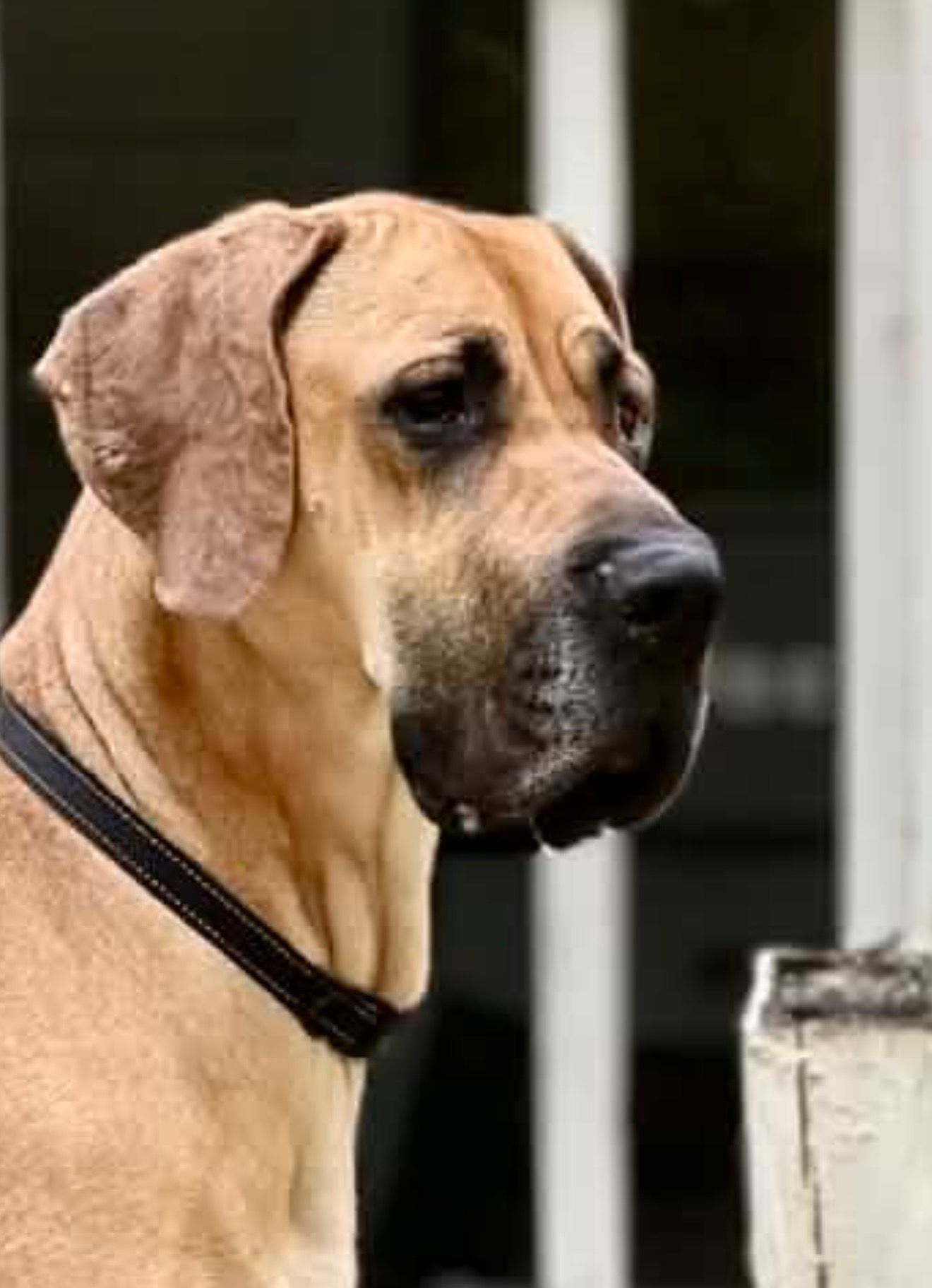 Close-up portrait of a fawn Great Dane dog wearing a black collar, looking away with a blurred background.