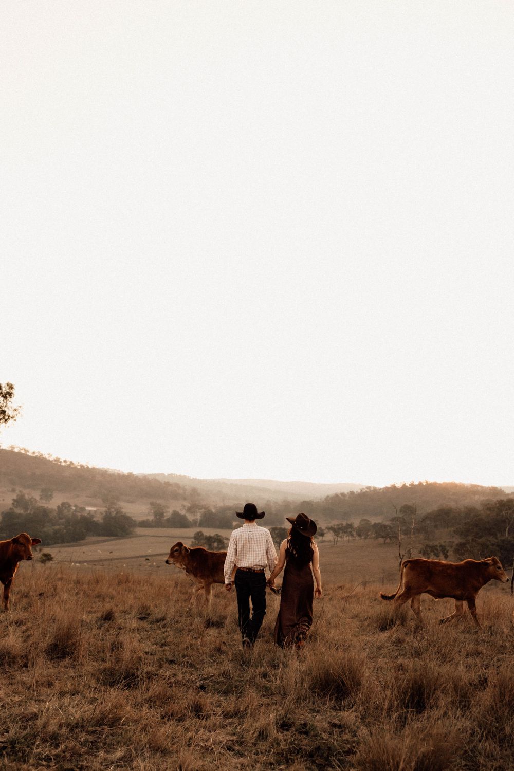 A panoramic view of cattle grazing on rolling hills at sunset with two figures in the distance.
