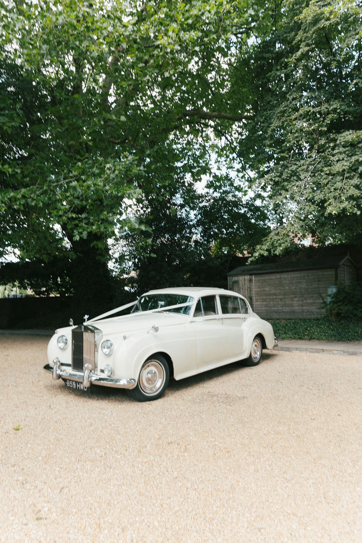 Classic white vintage wedding cars parked under green trees.