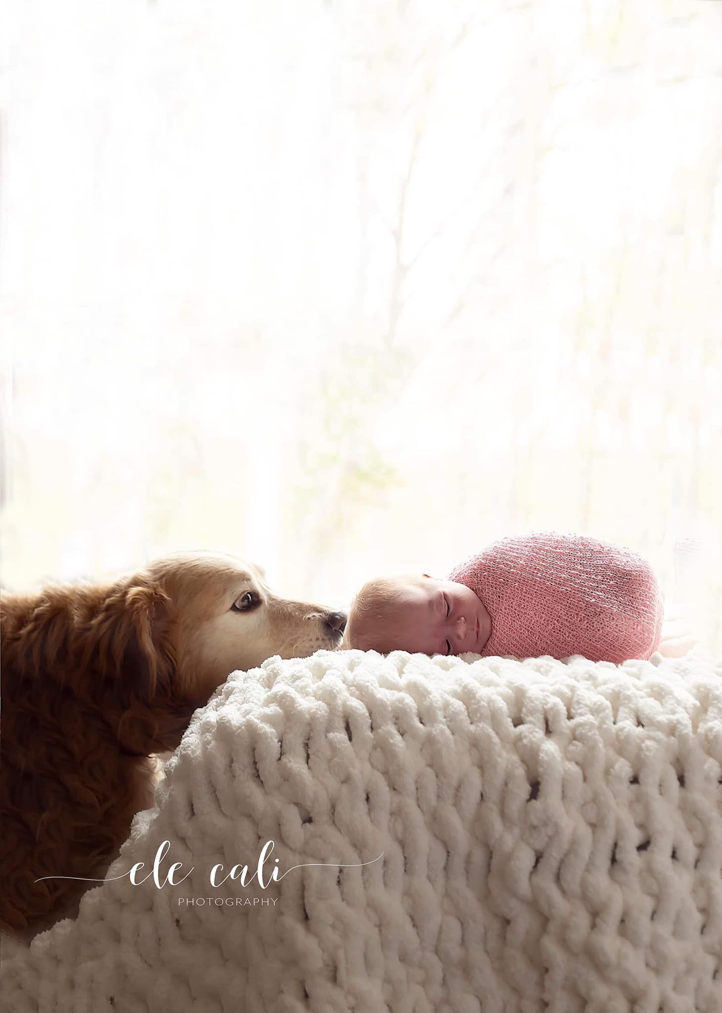 Dog peeking over white chunky knit blanket in soft lighting.