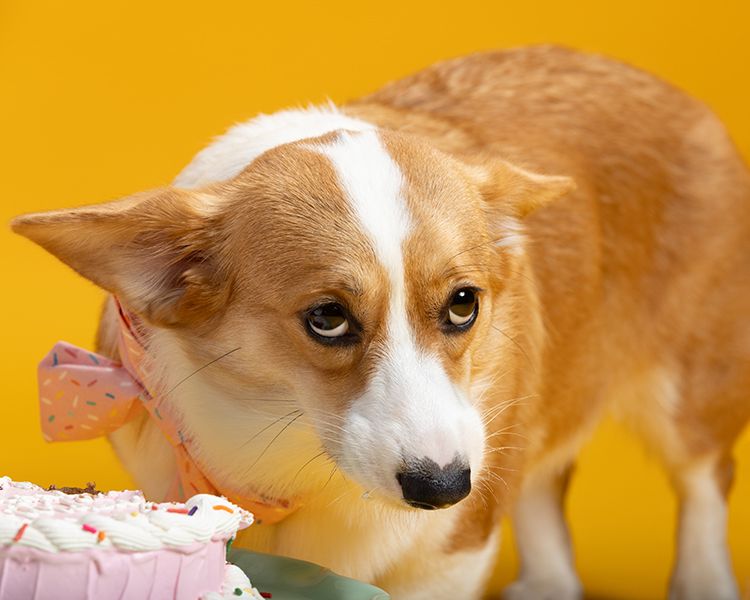 A Pembroke Welsh Corgi with brown and white fur sniffs at a pink frosted cupcake against a yellow background.