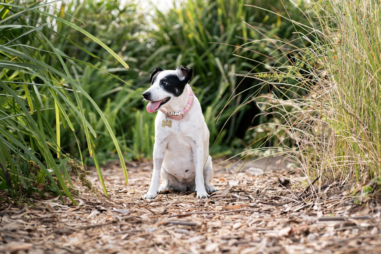 small dog sitting in between long grass on a small path during his pet photoshoot in sydney