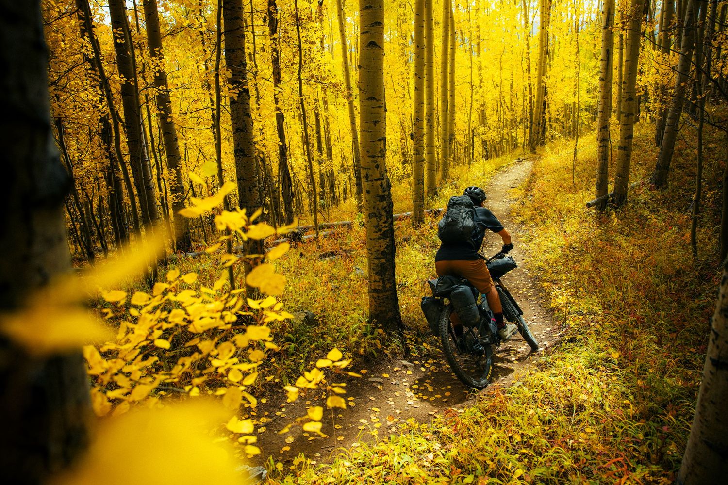 Sunlit autumn forest trail with golden yellow foliage and tall trees creating a warm natural pathway through the woods.