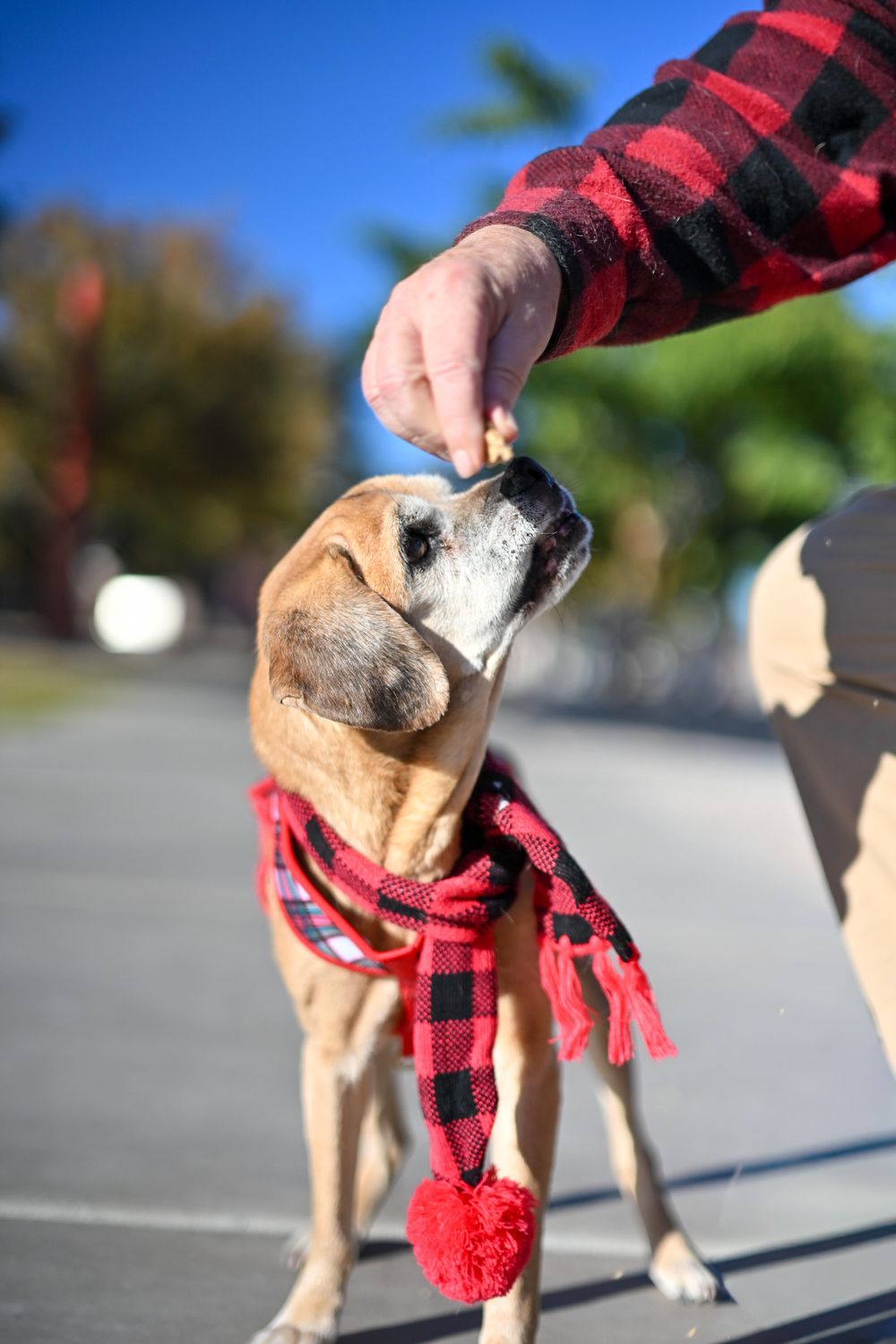 Hand offering a treat to a tan senior dog wearing a red plaid holiday scarf.
