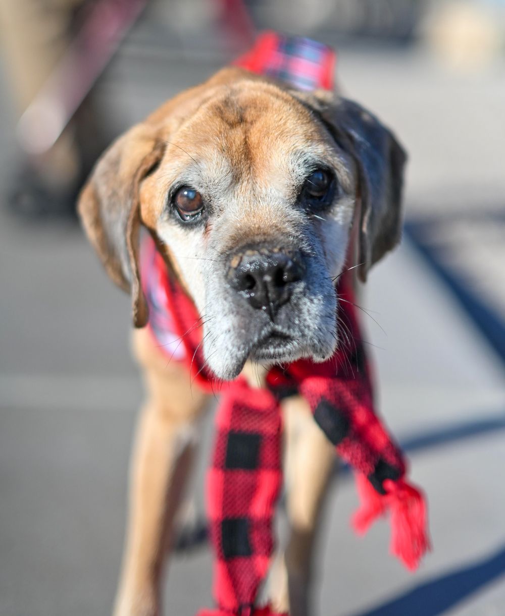 Close-up portrait of a senior tan hound dog wearing a red plaid Christmas scarf.