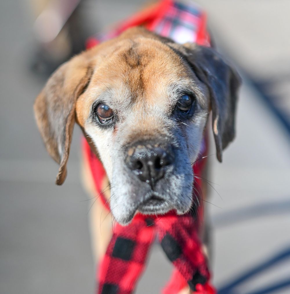 Senior tan hound dog with graying muzzle wearing a red buffalo plaid scarf outdoors.