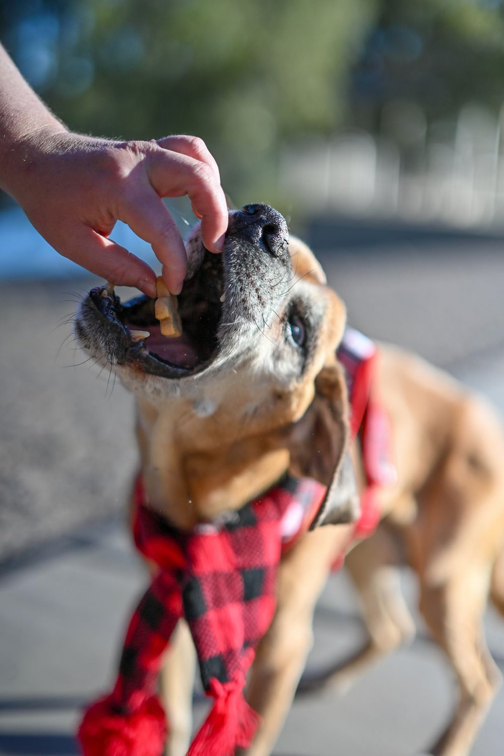 Senior hound dog eagerly taking a treat from a hand while wearing a red plaid scarf.