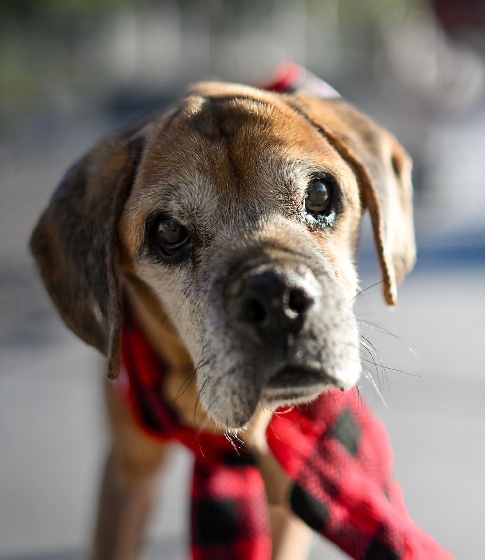 Close-up of a senior Boxer dog wearing a red plaid bandana, looking directly at the camera with soulful eyes.