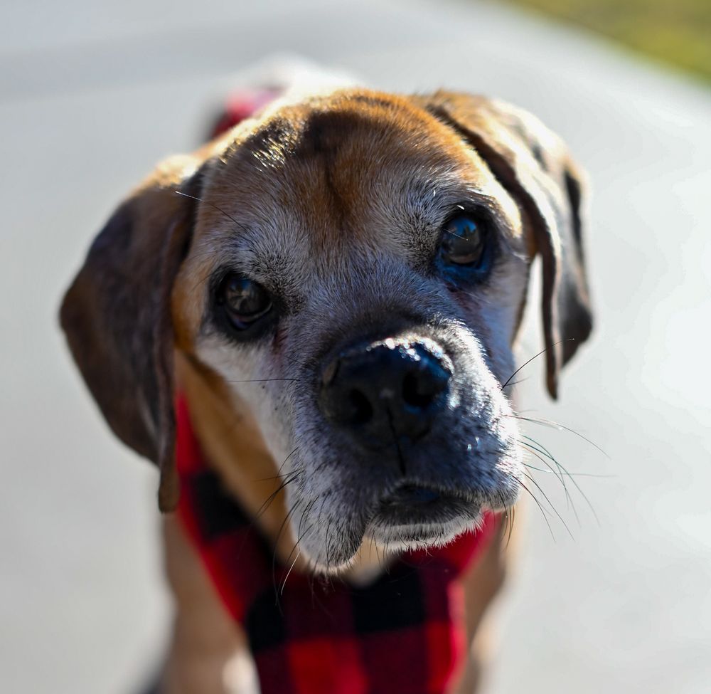 Senior Boxer dog with a graying muzzle wearing a red plaid bandana, gazing up at the camera outdoors.