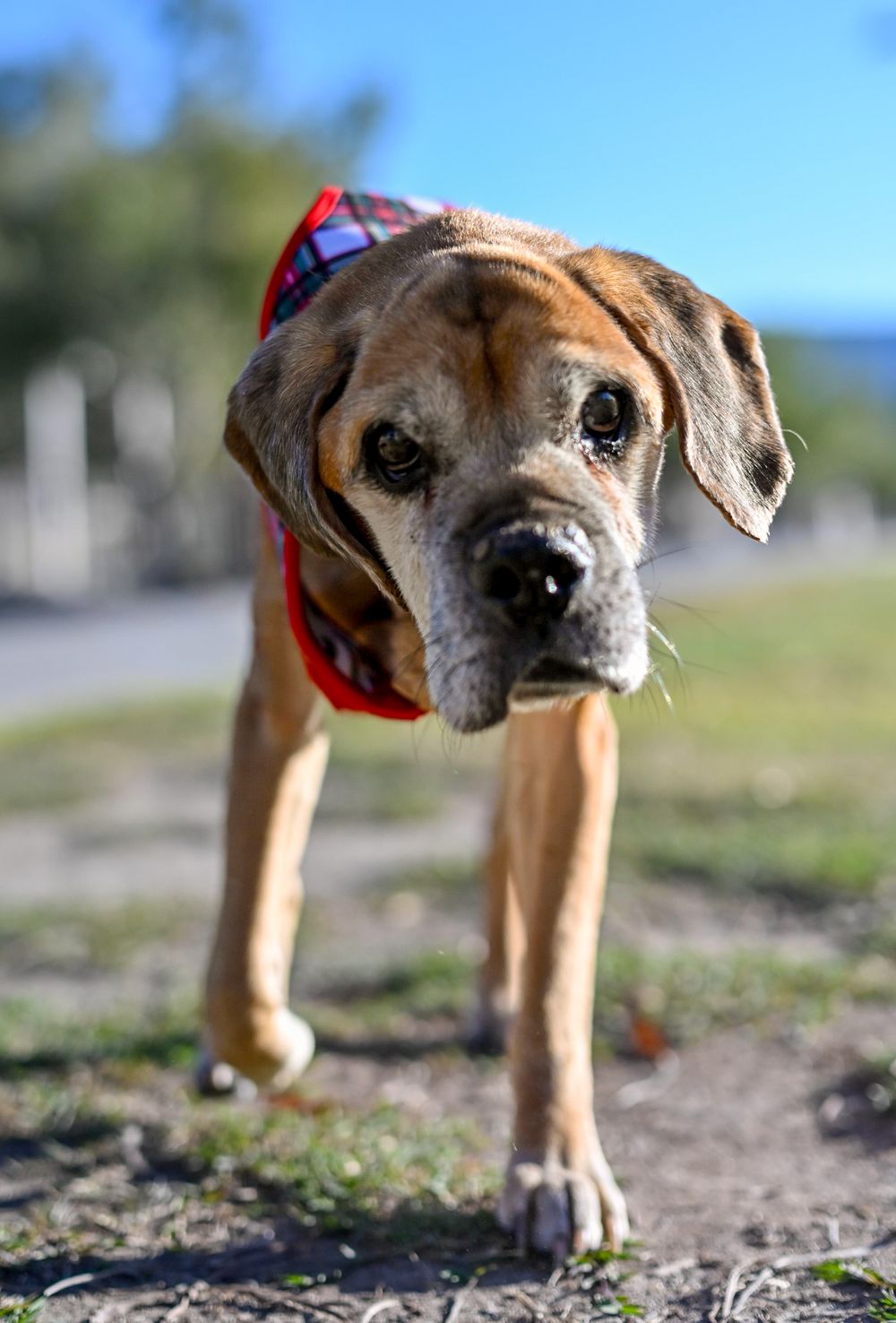 Full body shot of a senior Boxer dog wearing a red plaid bandana, walking on grass under a blue sky.