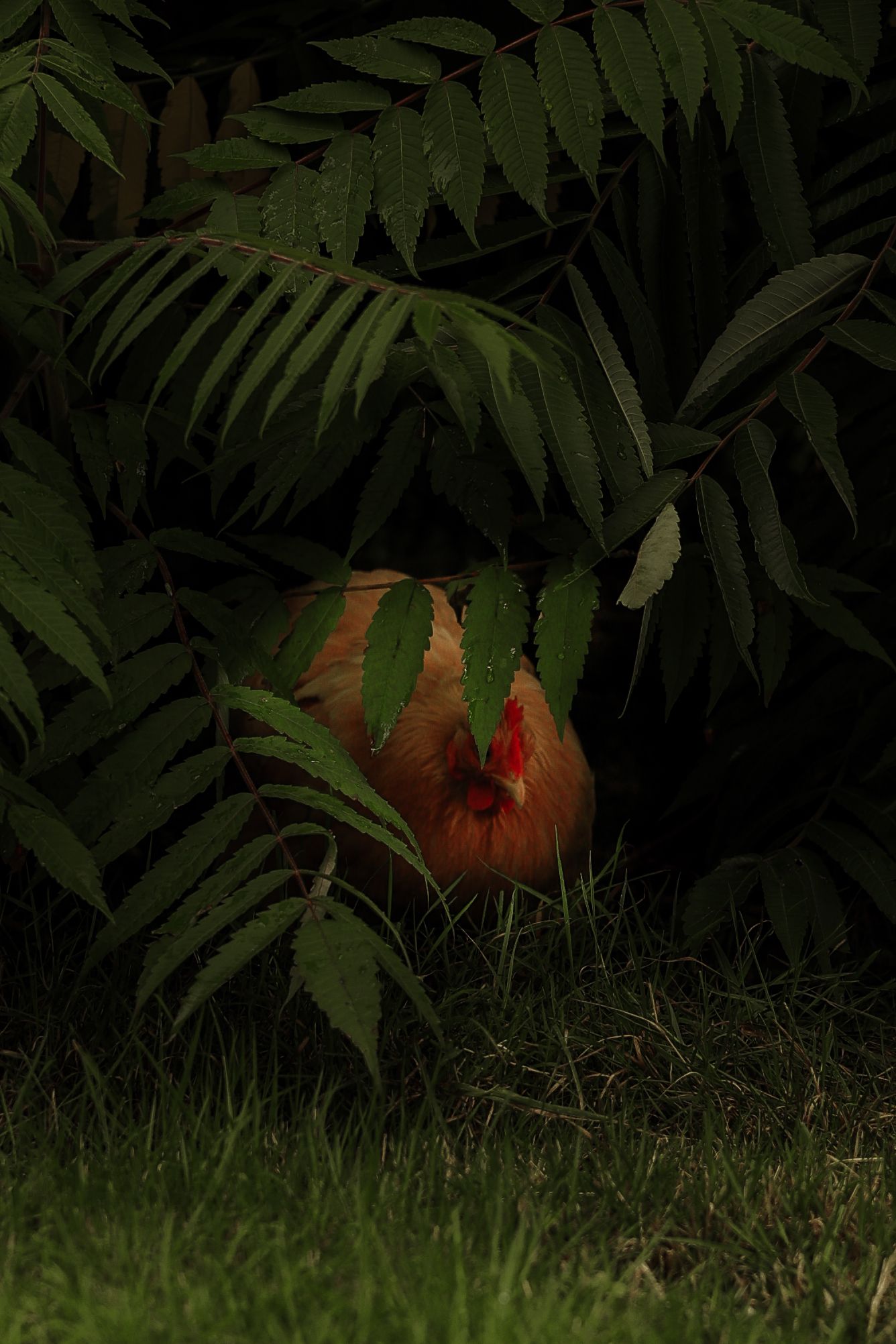 A chicken hiding beneath lush green fern leaves in a garden.
