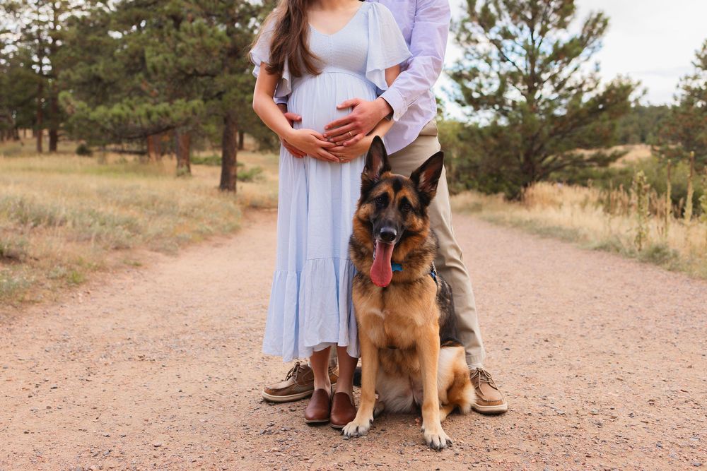 A German Shepherd dog sits on a dirt path with a couple in soft blue and gray clothing during a maternity photo shoot.