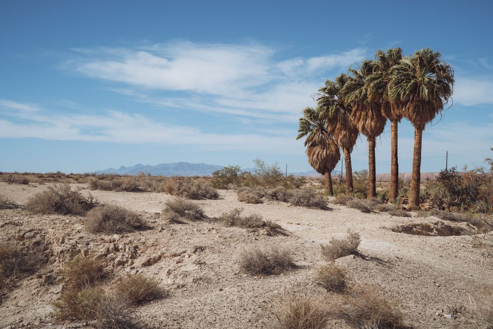 Row of palm trees stand in arid desert terrain with mountains on the horizon.