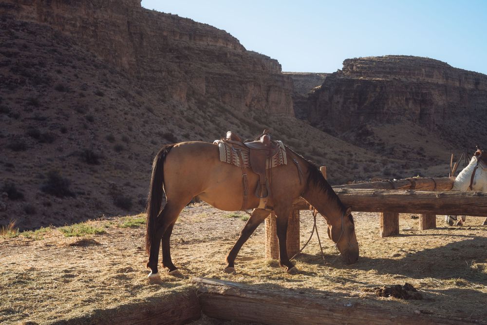 Wild horses grazing in a desert landscape with red rock cliffs in the background.