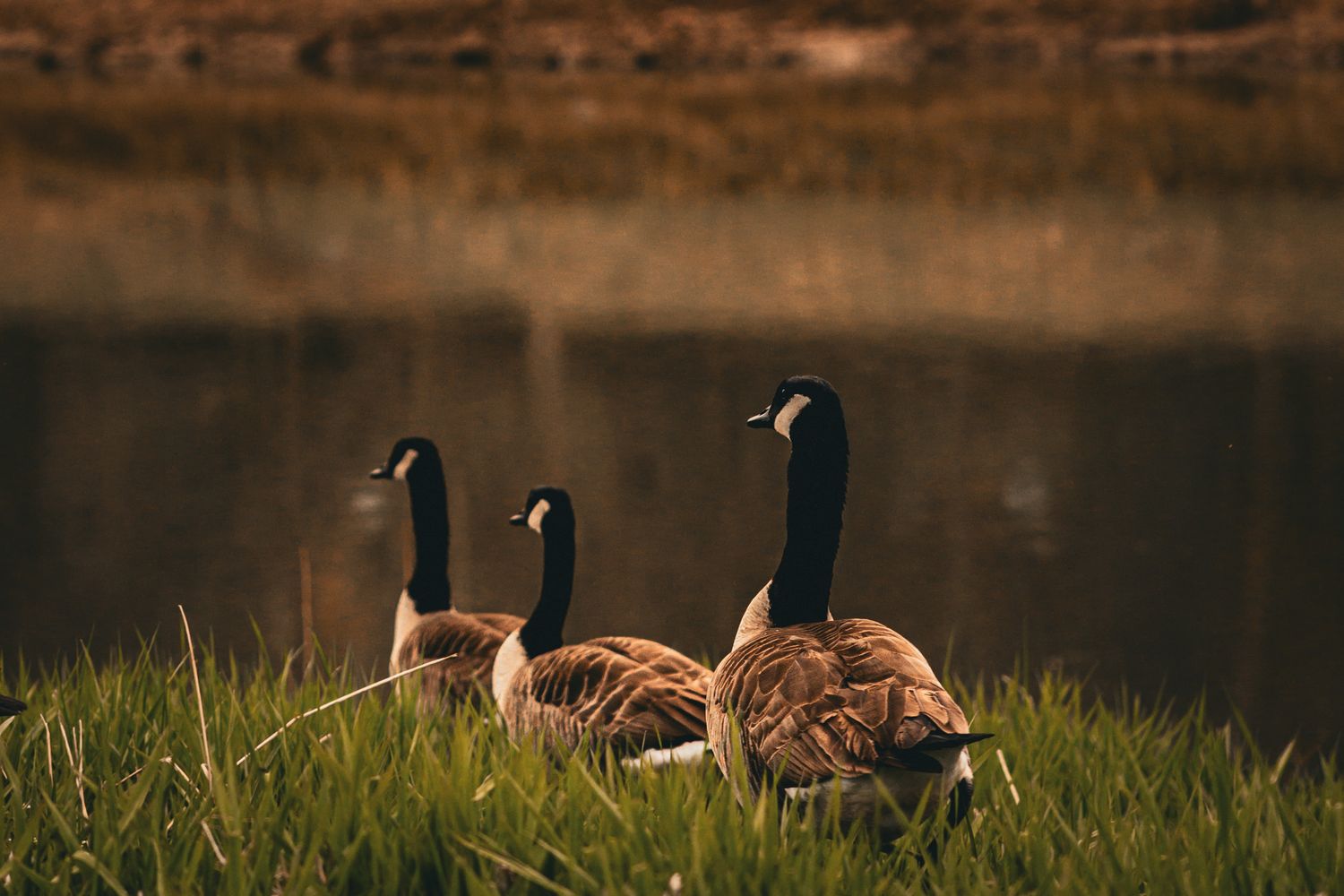 nature photography