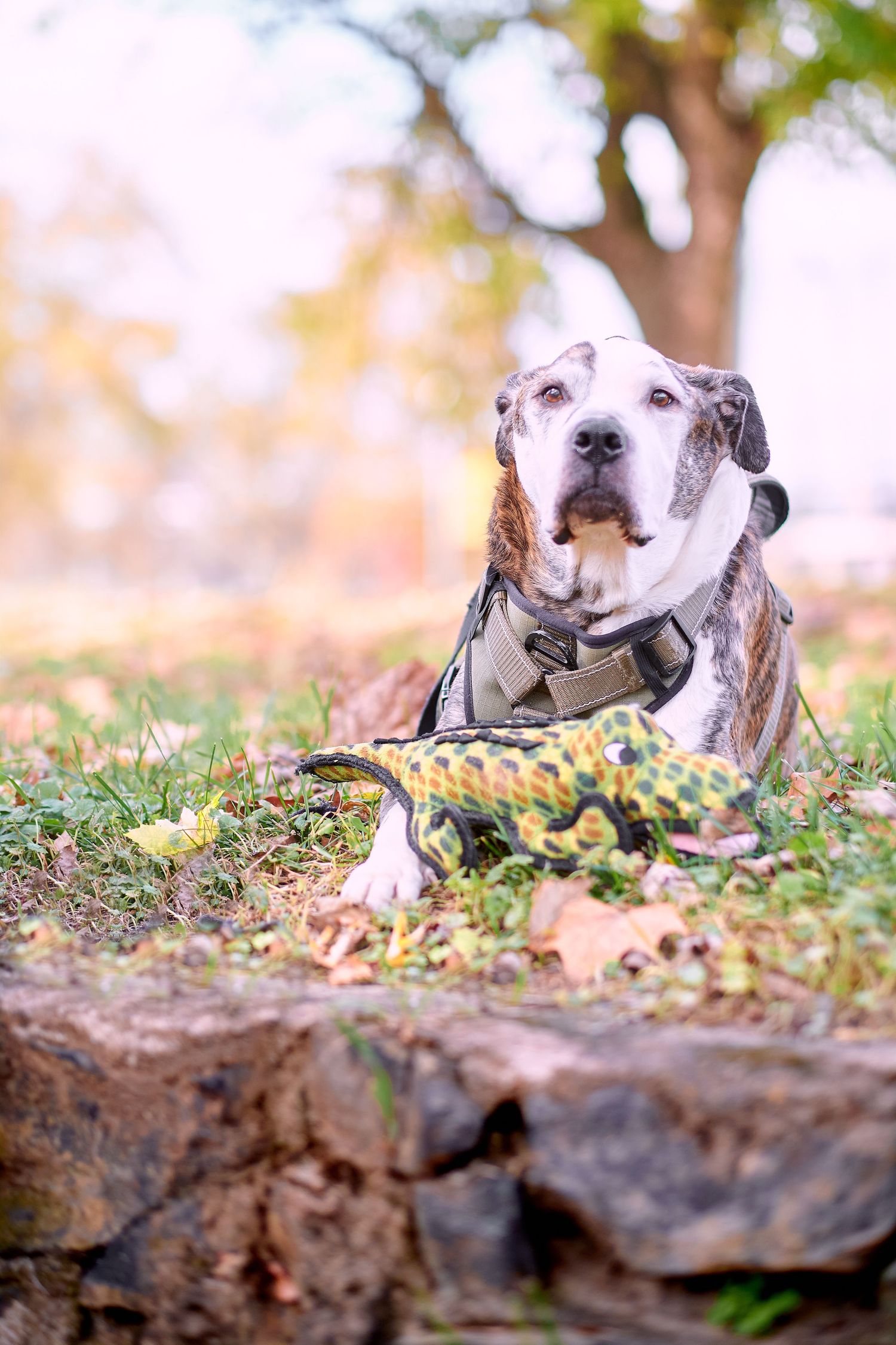 A happy white pit bull dog lying in autumn leaves smiles at the camera with a joyful expression.