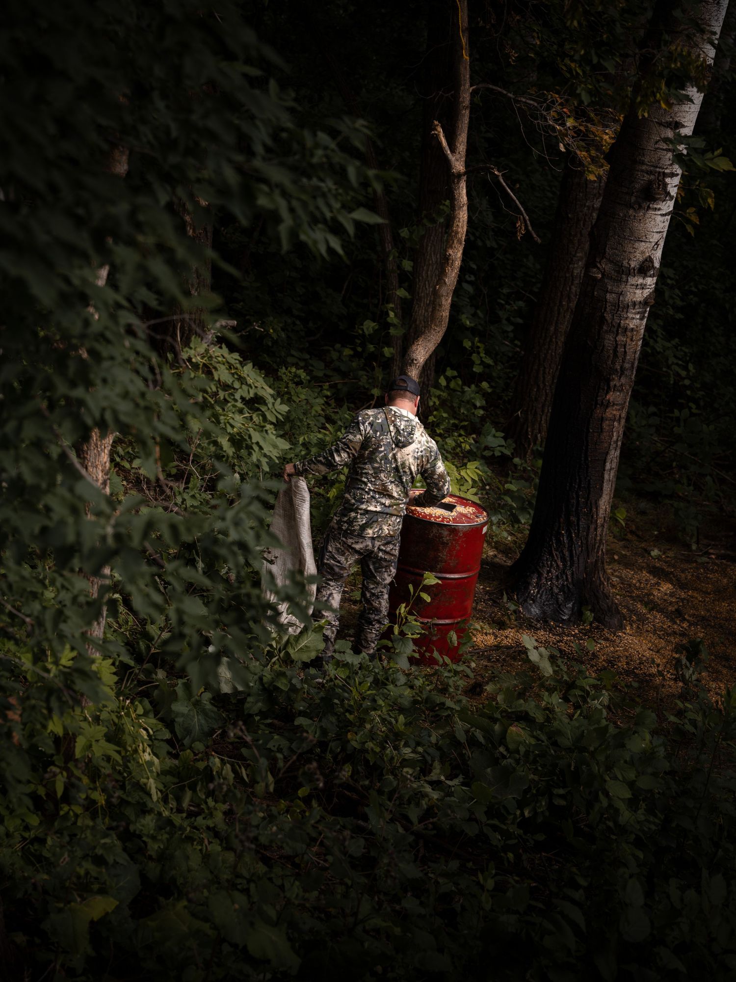 A red container sits mysteriously among birch trees in a dark forest.
