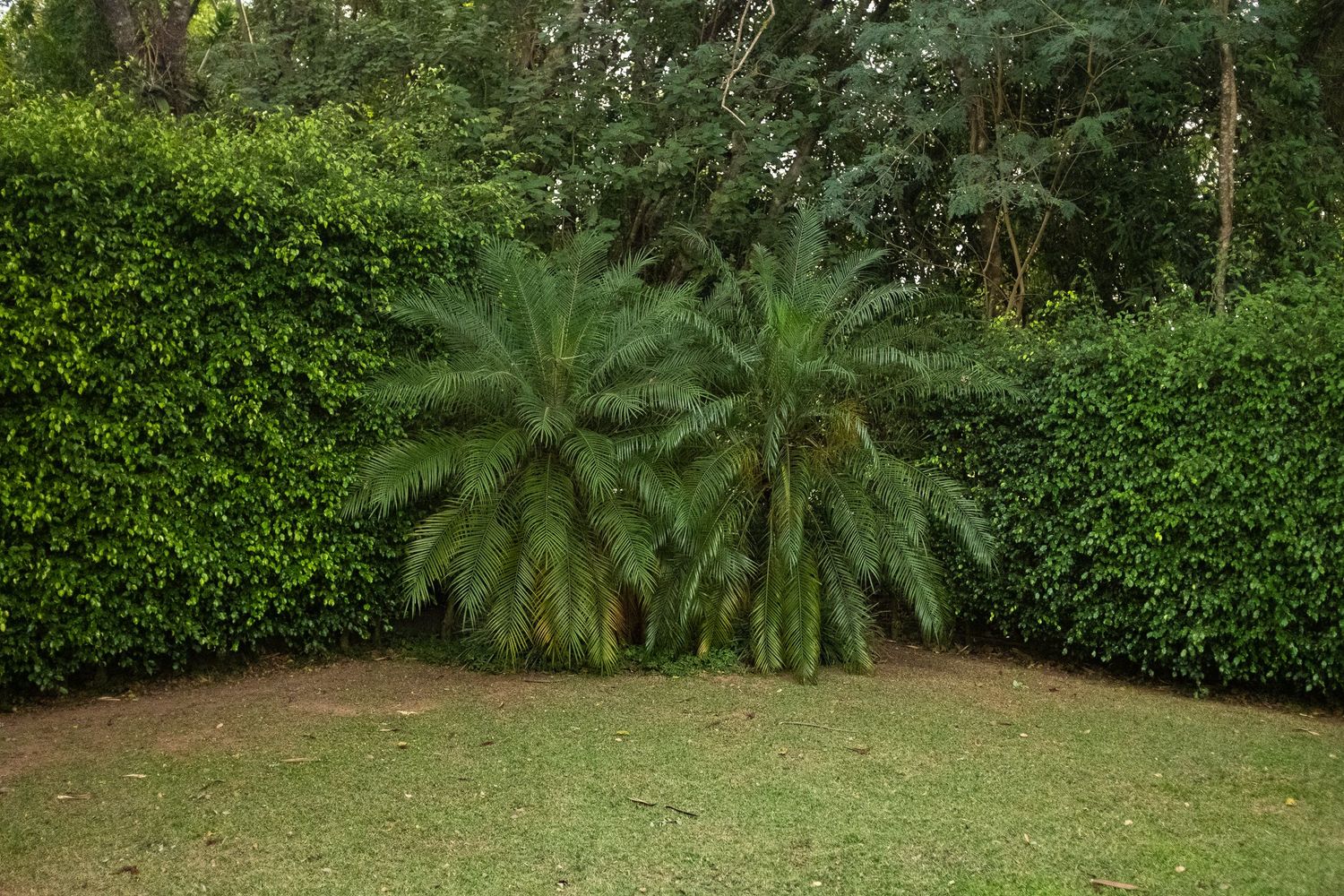 Two lush palm plants growing in a manicured garden corner with tall green hedges and grass.