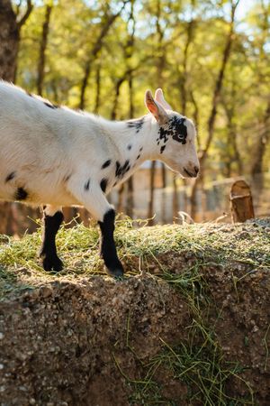 A baby goat with black spots walks along a dirt embankment in a wooded area with golden autumn foliage.