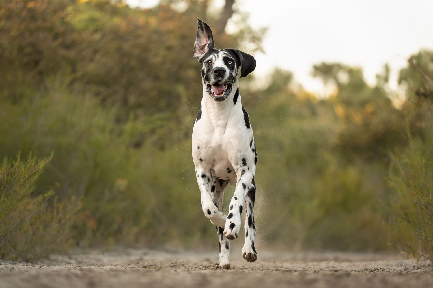 A playful Great Dane dog runs and jumps joyfully through a sandy outdoor field at sunset.