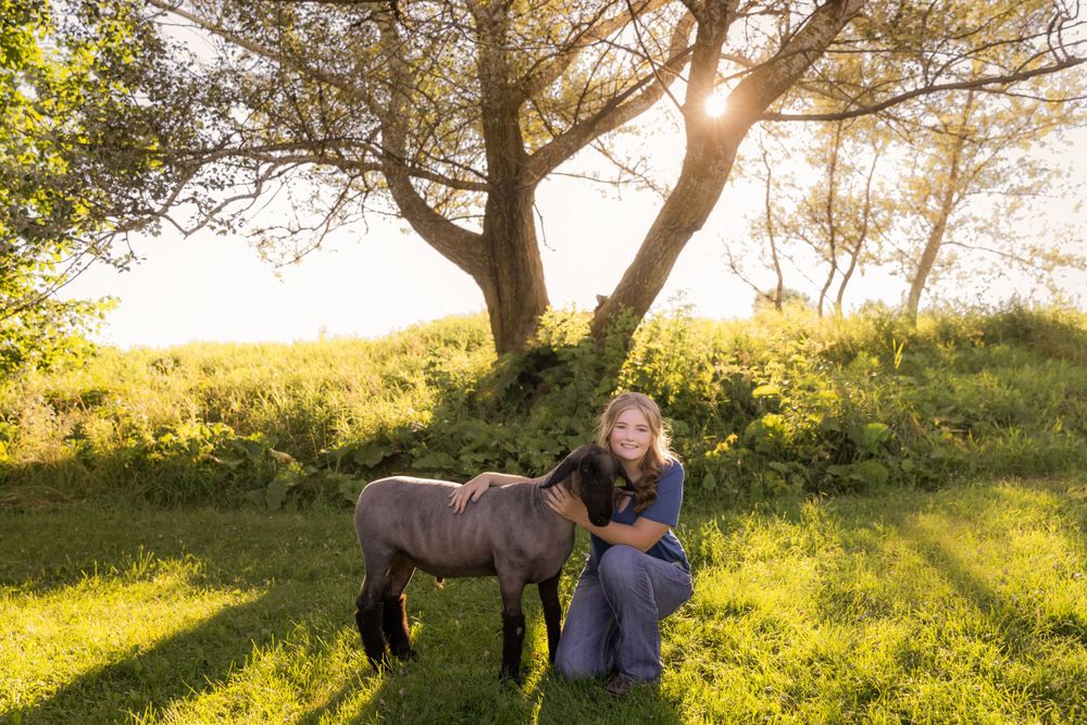 Horse grazing in sunlit meadow during golden hour.