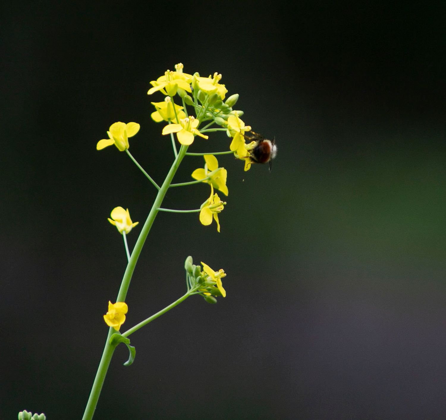 yellow cluster of flowers with bee
