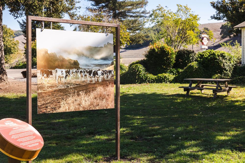 A series of outdoor photographs displayed on wooden frames in a grassy field during sunset.