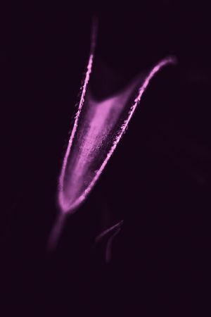 A delicate purple-tinted flower petal emerges from darkness in an artistic macro photograph.