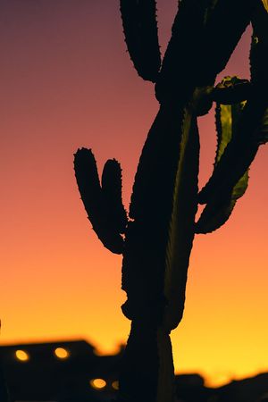 Silhouette of saguaro cactus against vibrant orange and yellow desert sunset sky.