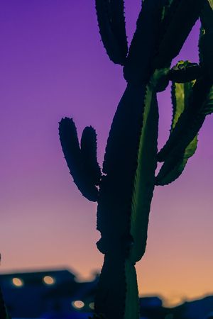 Silhouette of a saguaro cactus against a vibrant purple and orange sunset sky with city lights in the distance.