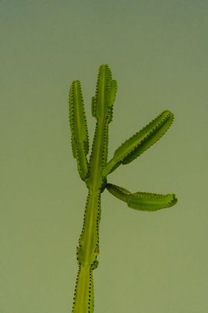 A bright green cactus stem with multiple branching arms photographed against a soft green background.