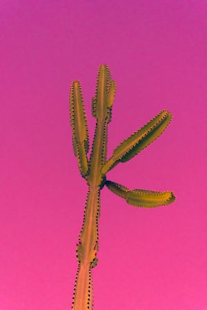 Green cactus with long spiky stems photographed against a vibrant pink background in vertical composition.