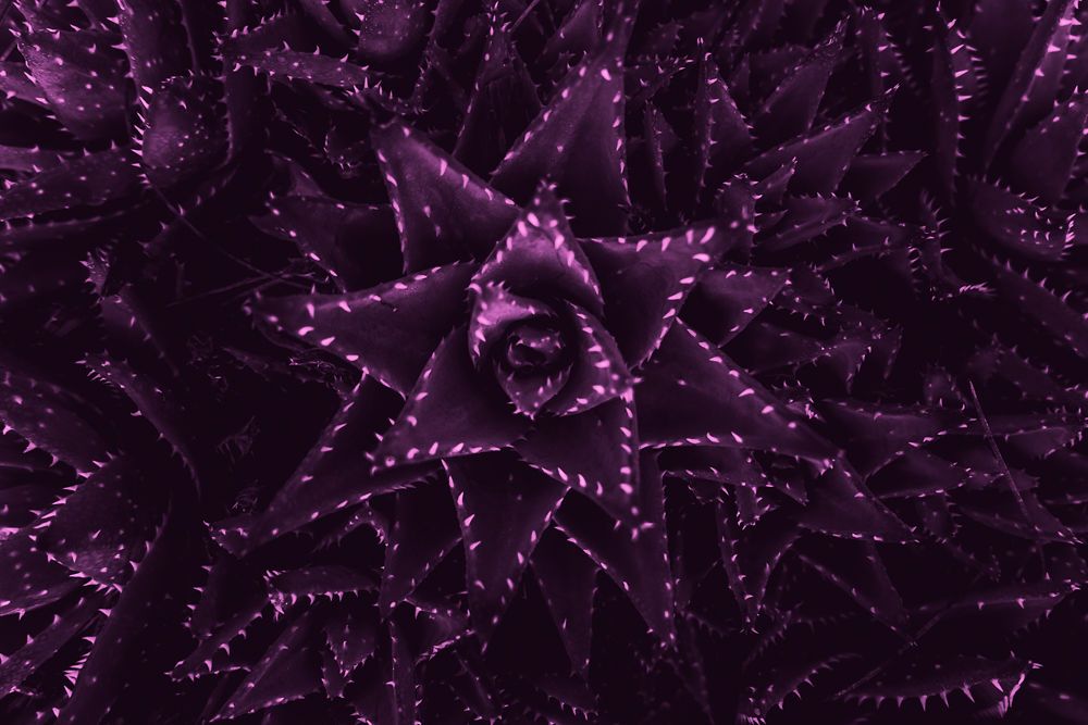 Close-up macro photograph of a purple succulent plant showing symmetrical star-shaped pattern with spiky leaves.