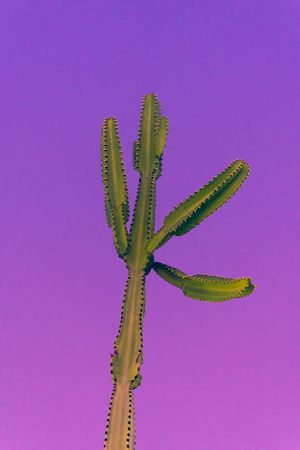 A vibrant green cactus plant displayed against a bright purple gradient background shows off its spiky form.