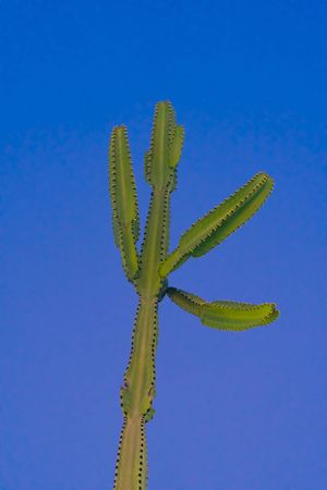 A green saguaro cactus arm silhouetted against a vibrant blue desert sky.